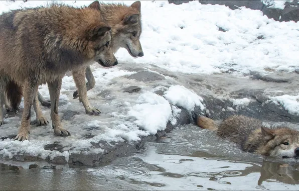 Nature, surprise, wolves, Nature, trio, animals, oops, swimming