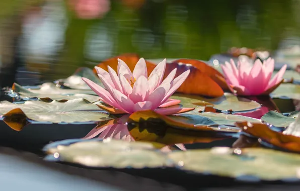 Water, light, flowers, lake, pond, pink, water lilies, pond