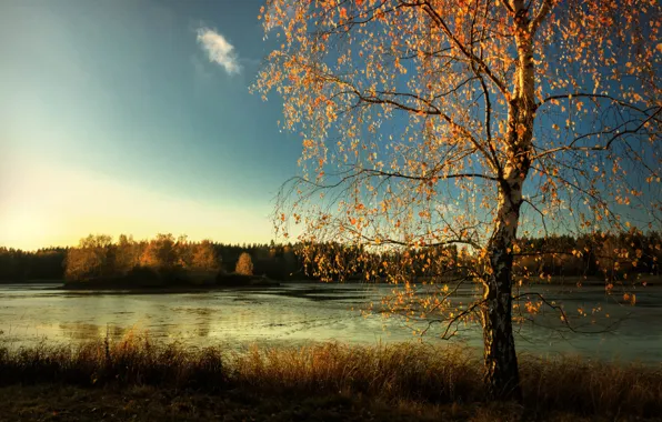 Autumn, forest, lake, shore, foliage, birch