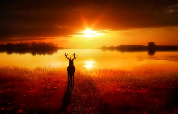 Grass, the sun, light, deer, Lake