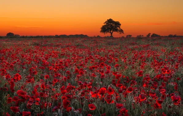 Field, flowers, tree, Maki, poppy field