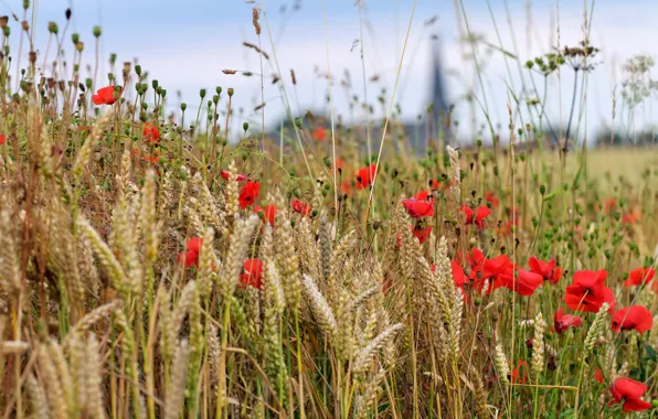 Picture wheat, field, the sky, flowers, red, Mac, Maki, spikelets