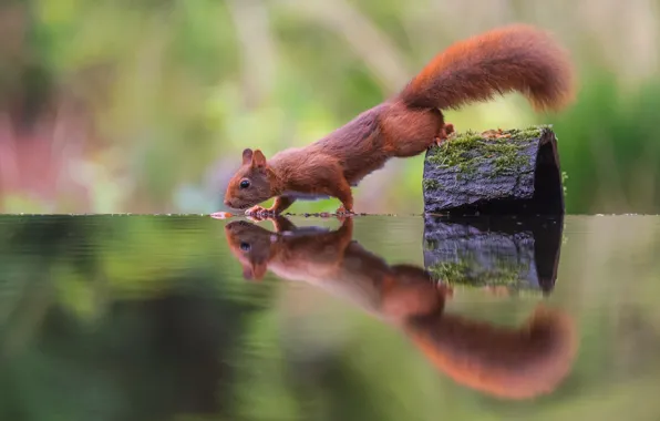 Nature, pose, reflection, branch, protein, animal, red, bark