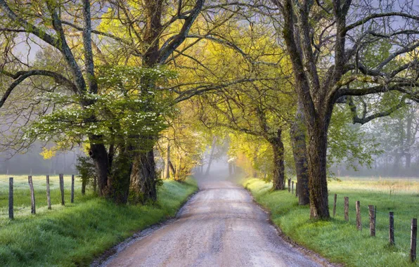 Road, grass, trees, nature, the fence, haze