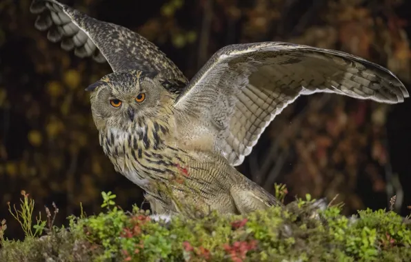 Forest, look, pose, owl, bird, vegetation, wings, stroke