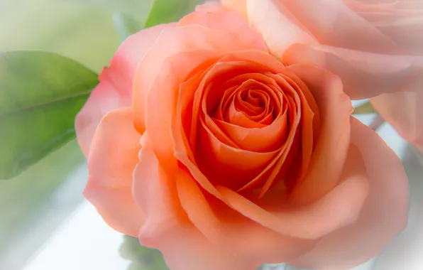 Picture macro, tenderness, rose, petals, Bud
