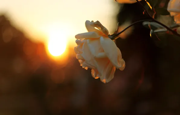 Picture the sky, the sun, rays, light, sunset, nature, rose, branch