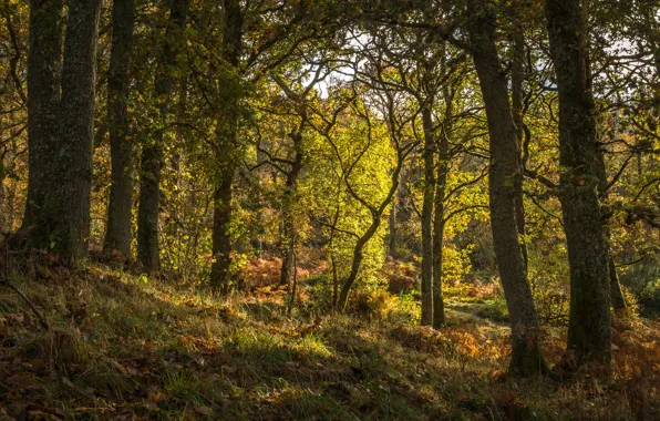 Forest, grass, trees, Scotland, Pitlochry