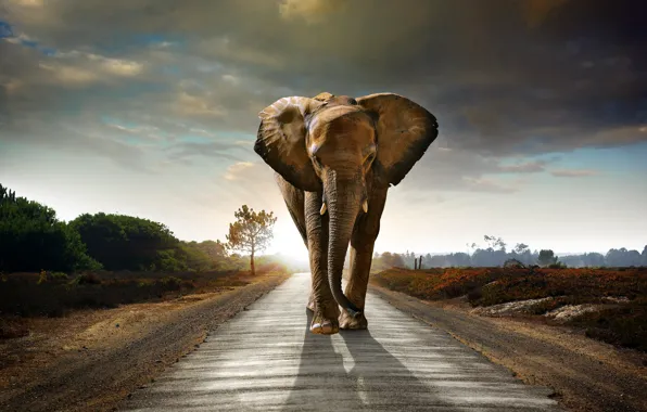 Road, the sky, clouds, elephant, the bushes