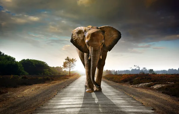 Picture road, the sky, clouds, elephant, the bushes