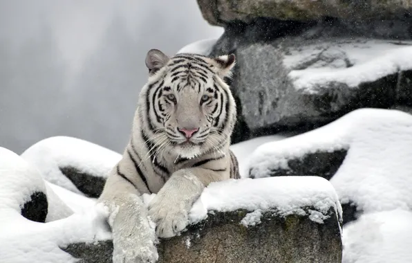 Picture white, face, snow, tiger, stones, predator, waite tiger