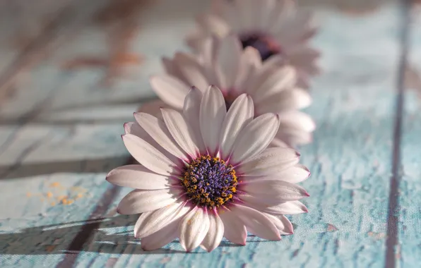 Light, flowers, Board, shadows, pink, white, trio, bokeh