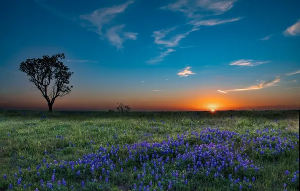 The sky, sunset, flowers, tree, glade