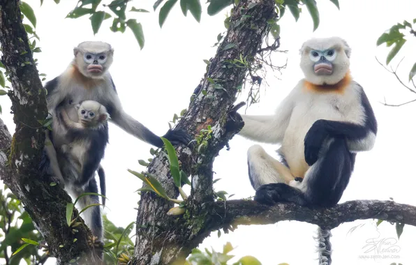 Branches, tree, family, Alexander Sanin, The snub-nosed monkey, Tonkin rhinopithecus, Tonkin rhinopithecus