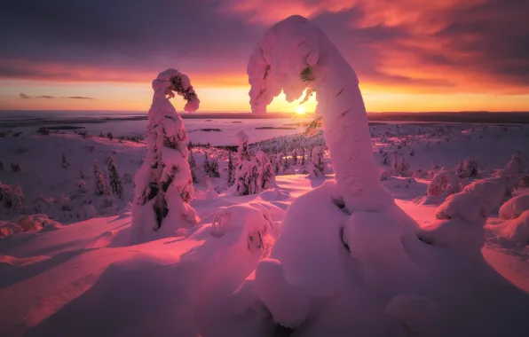 Winter, the sun, rays, snow, trees, sunset, ate, The white sea