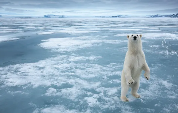 Ice, Arctic, white bear