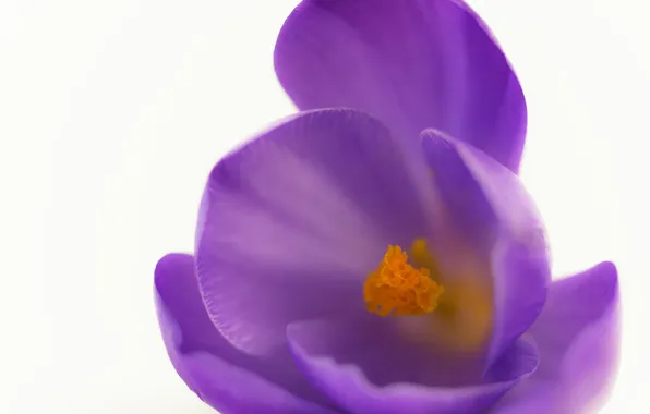 Macro, flowers, crocuses, lilac