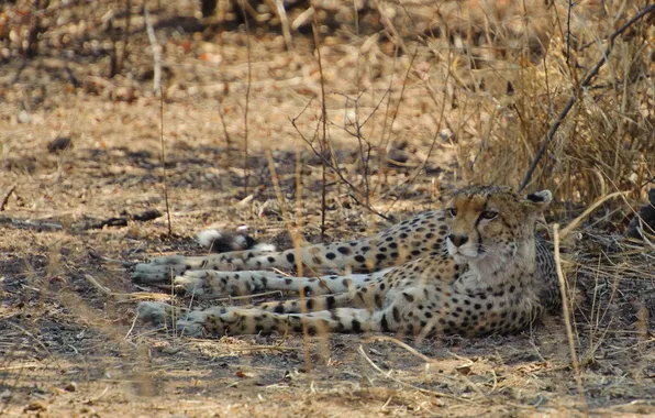 Picture stay, predator, Cheetah, wild cat