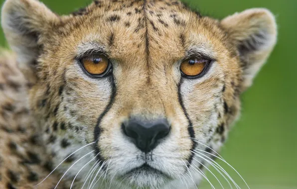 Cat, face, portrait, Cheetah, ©Tambako The Jaguar