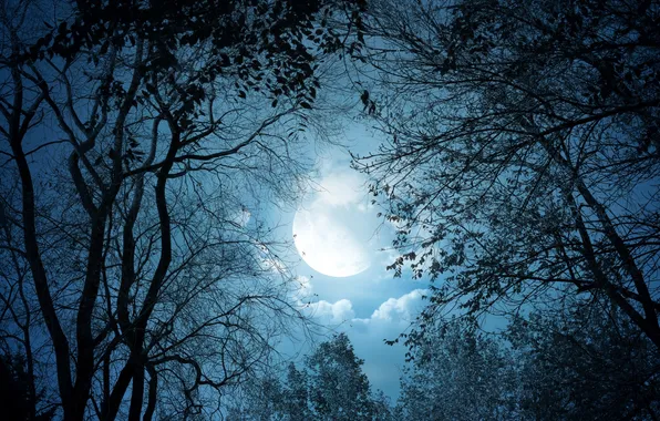 Picture forest, the sky, clouds, trees, night, branches, the moon, silhouettes