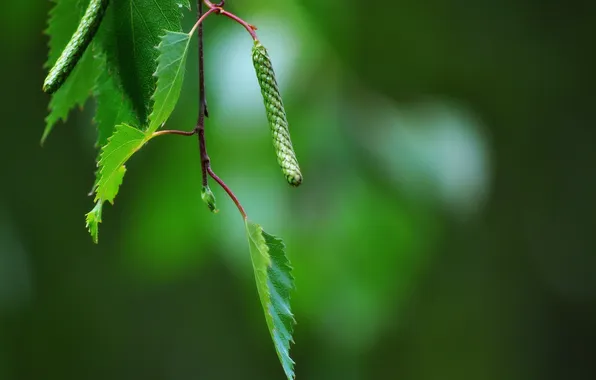 Foliage, branch, spring, birch, kidney