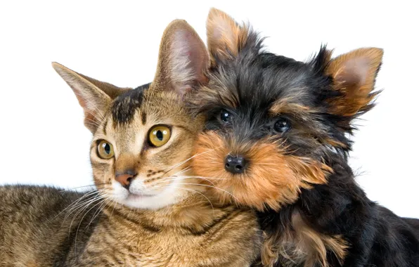 Cat, cat, close-up, portrait, dog, white background, muzzle, Yorkshire Terrier