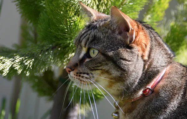 Cat, cat, look, face, light, branches, portrait, profile