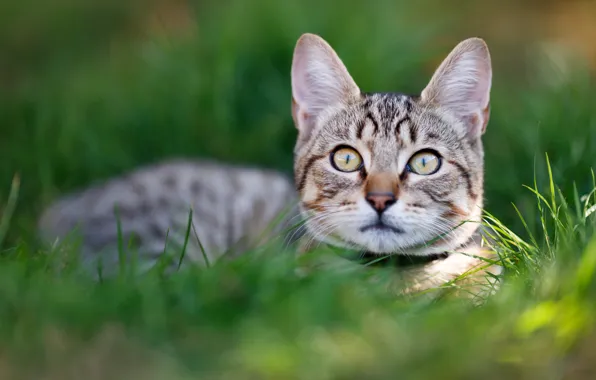 Cat, grass, kitty, portrait, kitty, face