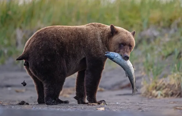 Fish, bear, funny, meal, and not only, all at once, Oh bear bear!, the food …