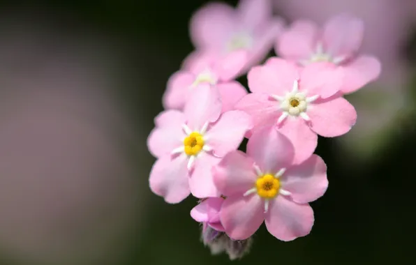 Picture macro, background, pink, forget-me-nots