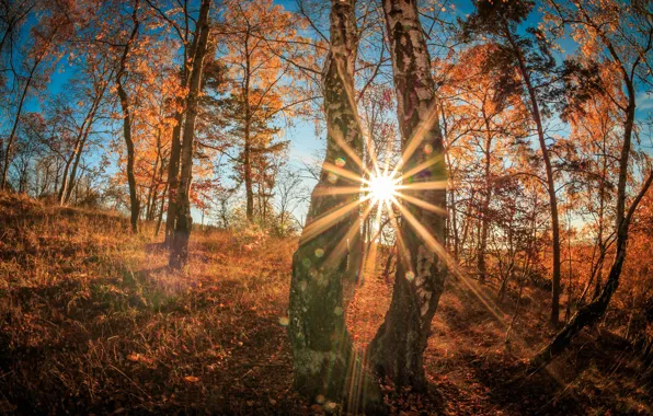 Picture autumn, forest, the sky, the sun, rays, light, trees, glare