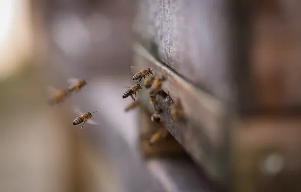 Picture nature, beehive, bees