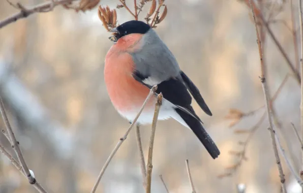 Winter, macro, bird, food, branch, bullfinch