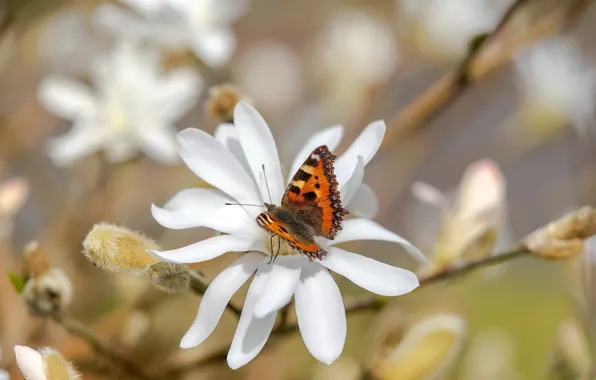 Flower, nature, butterfly
