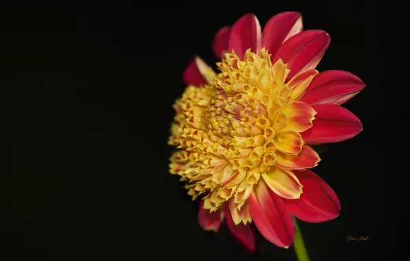 Picture flower, background, black background, Dahlia