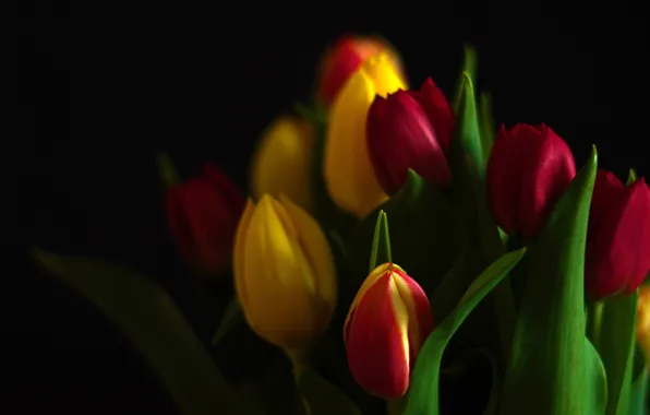 Picture flowers, yellow, red, bouquet, tulips, black background
