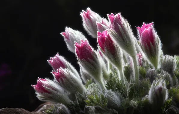 Macro, light, flowers, the dark background, spring, pink, fluffy, black background