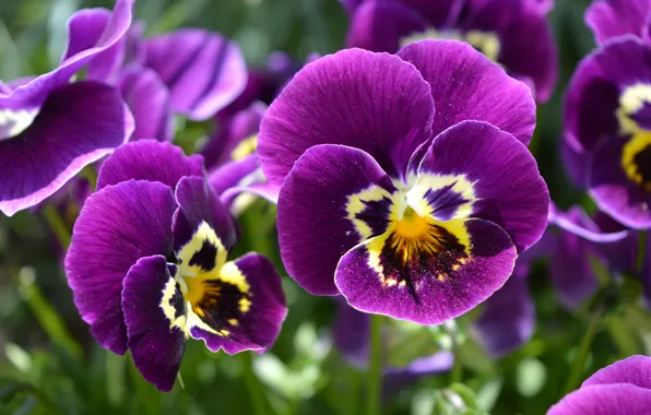 Purple, macro, Pansy, viola