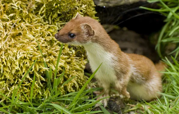 Picture look, muzzle, Freda, Ferret