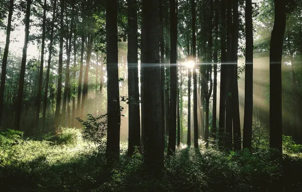Forest, light, trees, nature