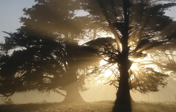 The sun, rays, light, trees, nature, background, Wallpaper, picture