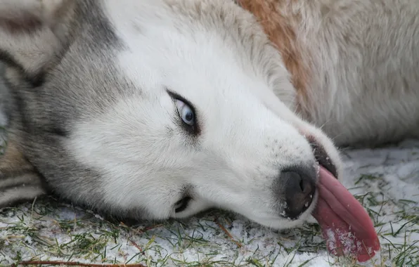 Language, Wallpaper, dog