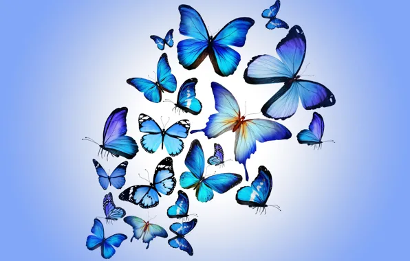 Butterfly, colorful, blue, butterflies, design by Marika
