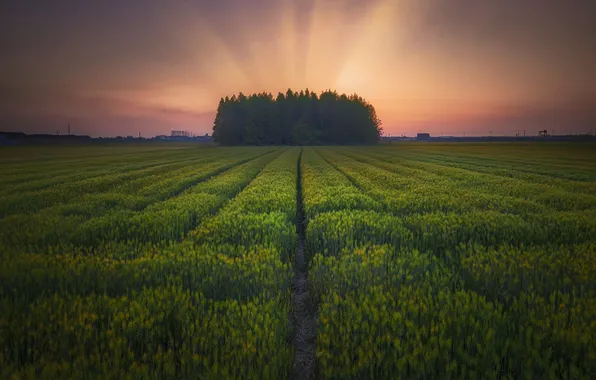 Greens, field, forest, trees, sunset, meadow, space, plantation