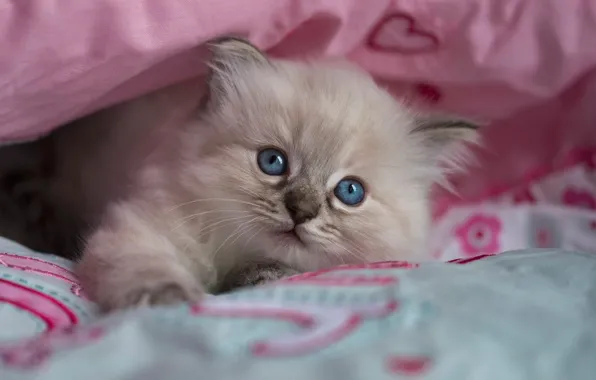 Picture cat, fluffy, bed, hide and seek, kitty, the beauty, face, cutie