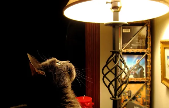 Picture look, interest, photo, Lamp