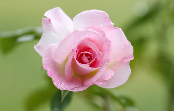 Drops, macro, pink, rose, petals, Bud