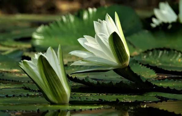 Leaves, flowers, pond, petals, white, buds, water lilies, pond