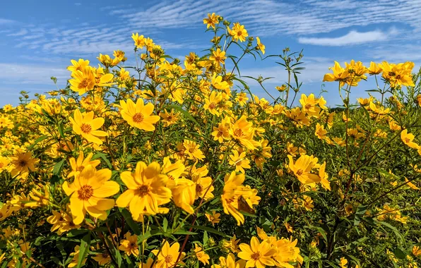 The sky, flowers, meadow, yellow flowers, Aristosa, The sequence