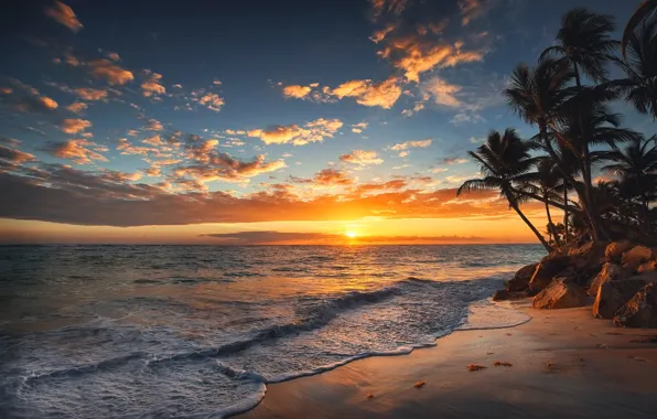 Picture sea, landscape, nature, tropics, palm trees, dawn, shore, morning